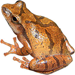 Chorus Tree Frogs